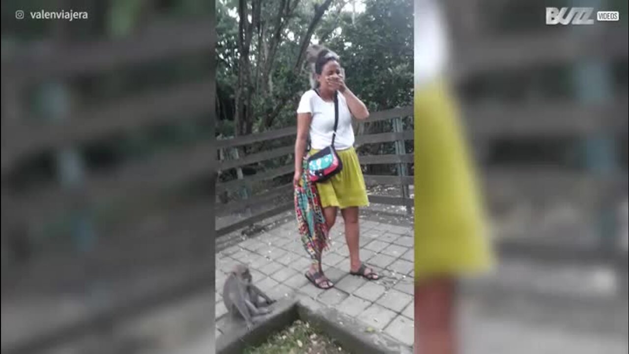 Un singe tente de manger les cheveux d'une touriste