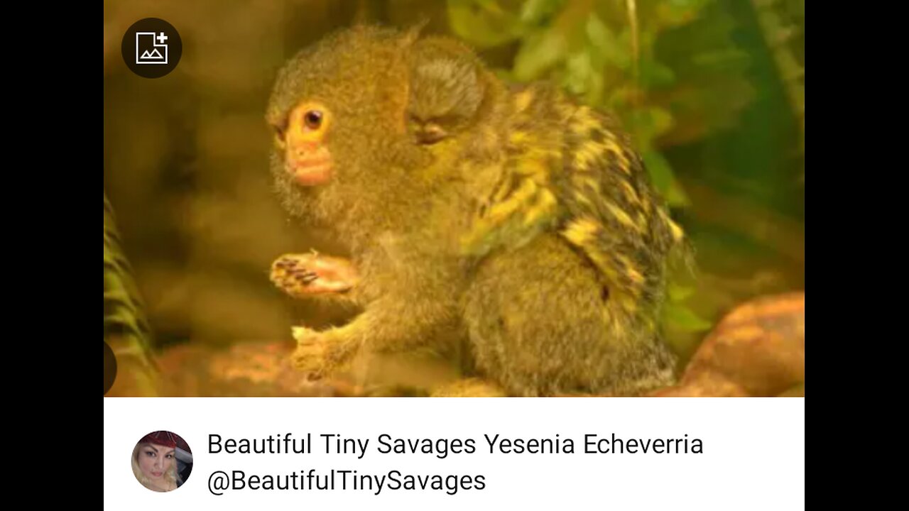 "Itty Bitty Tini Pygmy Baby Marmosets 🐒🐾 Endangered Full Video 🐒🐾🎼🎶 Come See