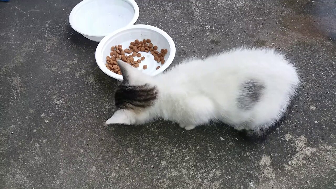 The sound made when a baby cat really enjoys eating(36day old cat - part3)