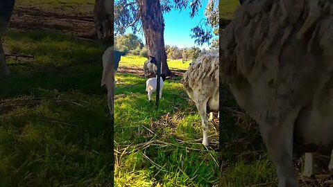 Little Lamb Leaders