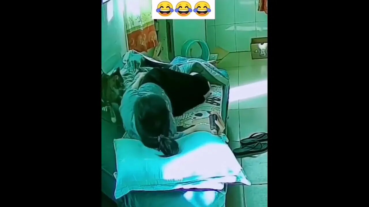 #shortscatsvideos #shorts cats videos#shortspetsvideos #shortspetsvideos #shortsanimalsvideos