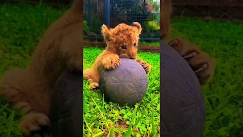 you love animals ? cute animals video | TikTok Compilations | #shorts #animals #tiktok