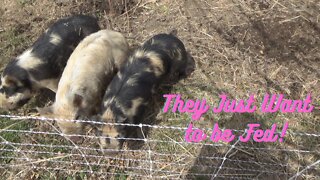 Idaho Pasture Pig Ground Disturbance: Windy Day Assessment