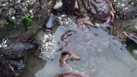 Angry crabs 🦀 tide pools fighting 1