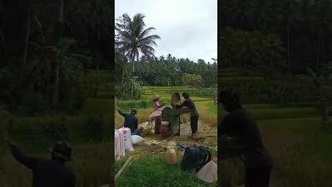 Panen padi Tradisional