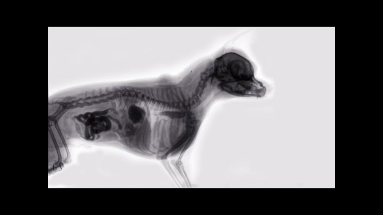 xray of a dog eating food