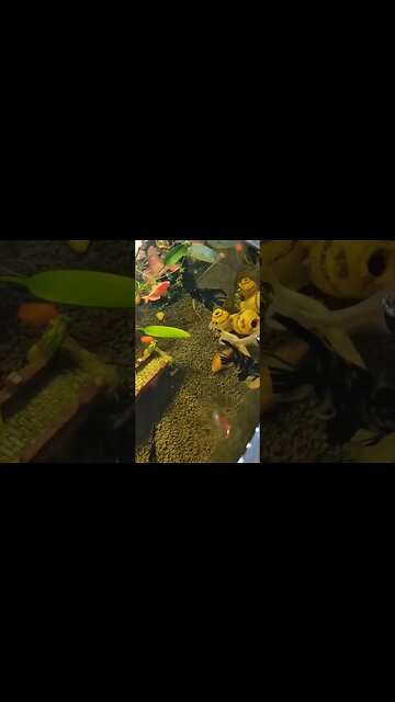 Beautiful aquarium fishes- colourful