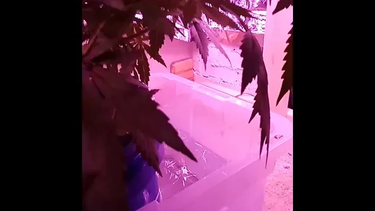 Seedsman Northern Lights Auto Day 38 Day 8 of flower