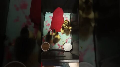 7 Muscovy Ducklings 1 day old 27th March 2023