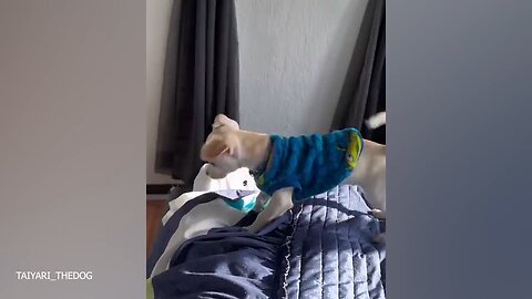 Funny Dogs And Cats Videos 2024 😅🐶 Best Funniest Animal Videos Of The Week.mp4