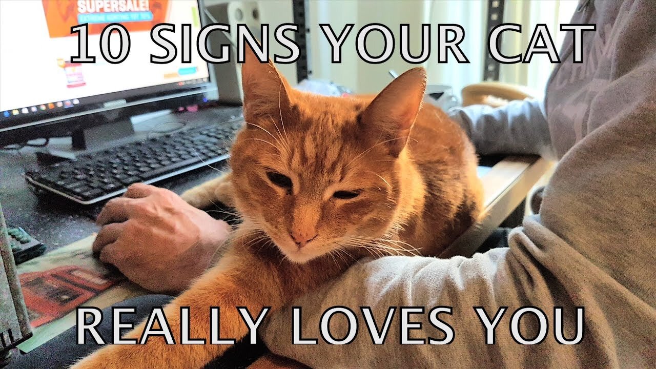 Alvi cat : 10 unmistakable signs your cat really loves you