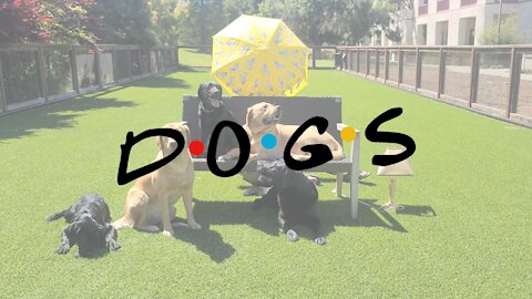 Friends Intro, Dog Edition