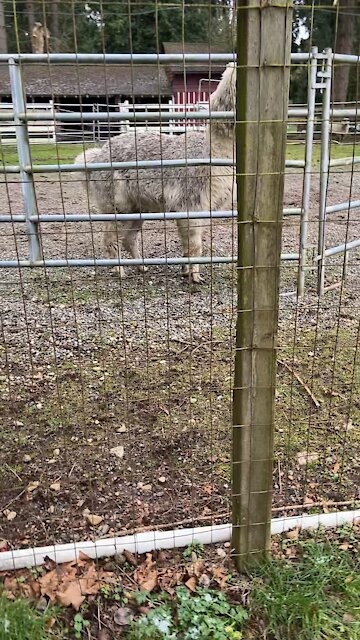 People need to learn from the animals...