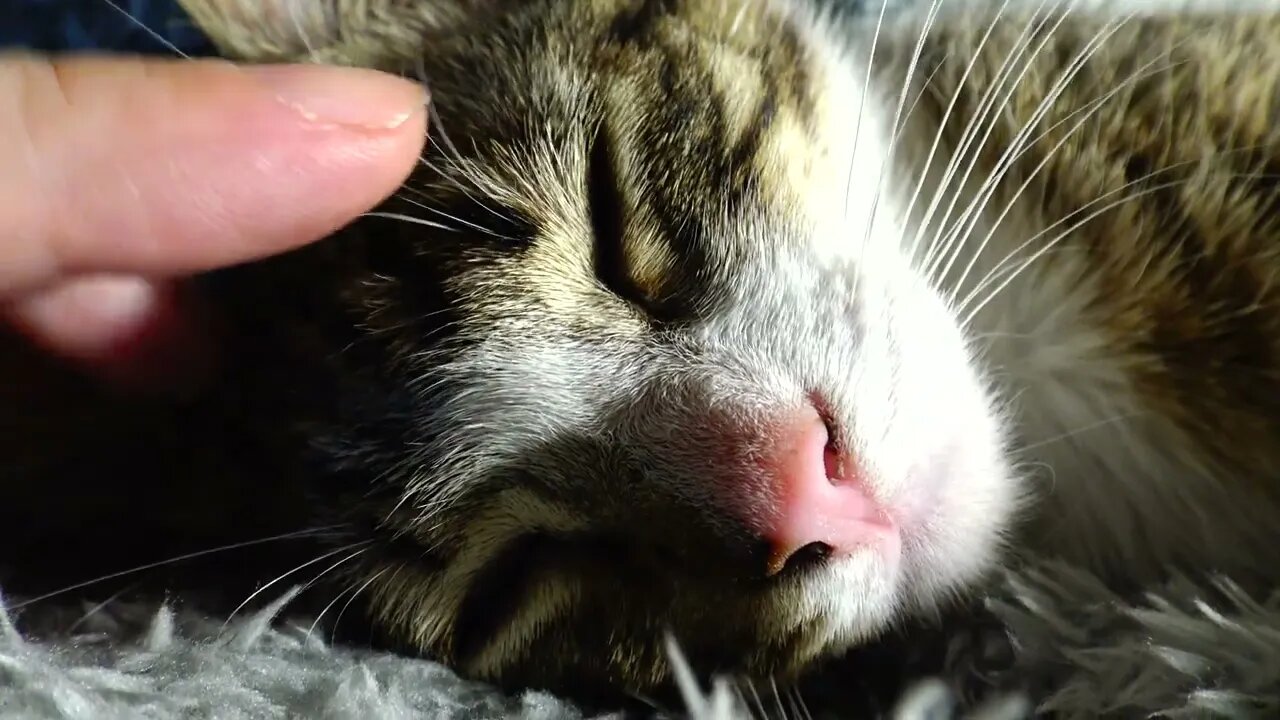 A Cat's Little Pink Nose