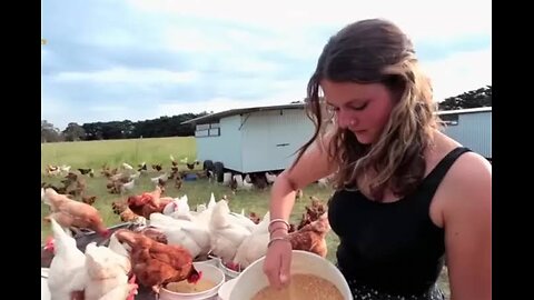 A day in the life of a chicken egg farmer