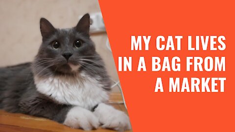 My cat lives in a bag from a supermarket