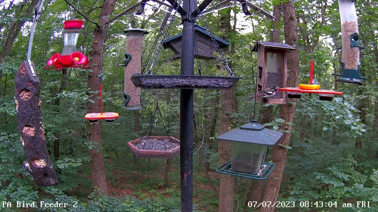 Immature male rose breasted grosbeak on PA Bird Feeder 2 7/7/2023