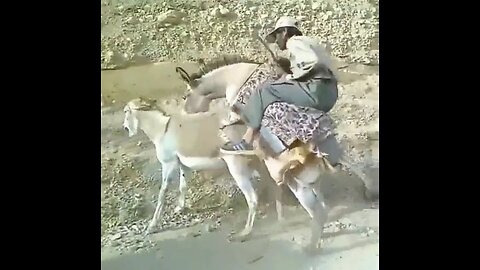 Donkey mating in difficult conditions