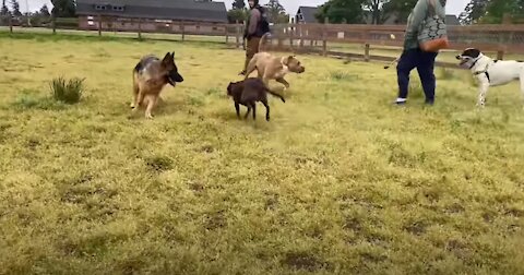 Pitbull being attacked by a German Shepherd