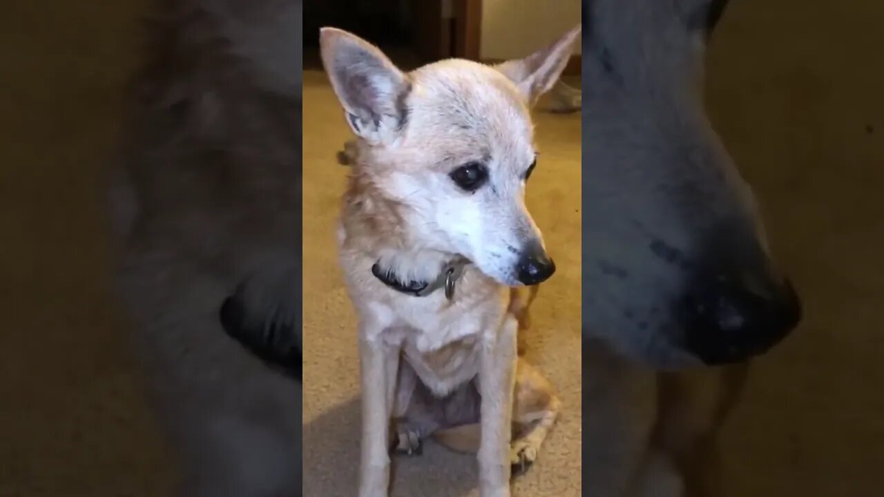 15 years old dog remembers her old tricks