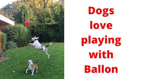 Cute dogs love playing with balloon 🤗🤗 | Cute Animal