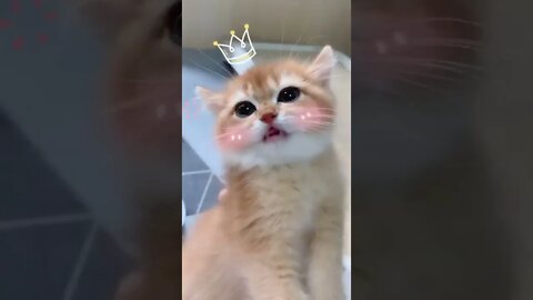 #shortscatsvideos #shorts cats videos#shortspetsvideos #shortspetsvideos #shortsanimalsvideos