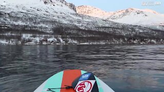 Des adeptes de stand up paddle se retrouvent face à des orques en Norvège