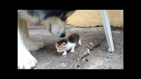 kitten trying to scare this dog