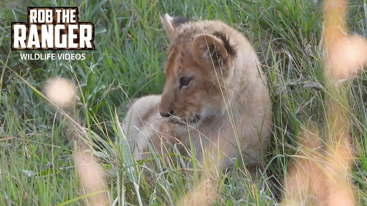 Lion Cubs Go To Drink Milk | Lalashe Maasai Mara Safari