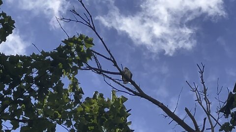 Red-Tailed Hawk fledgling?