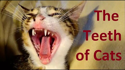 Cat Teeth and Their Role, the Cat Vet