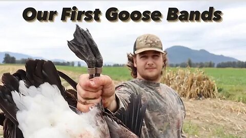 EARLY SEASON CORN FIELD GOOSE HUNT | OUT FIRST GOOSE BANDS!!!