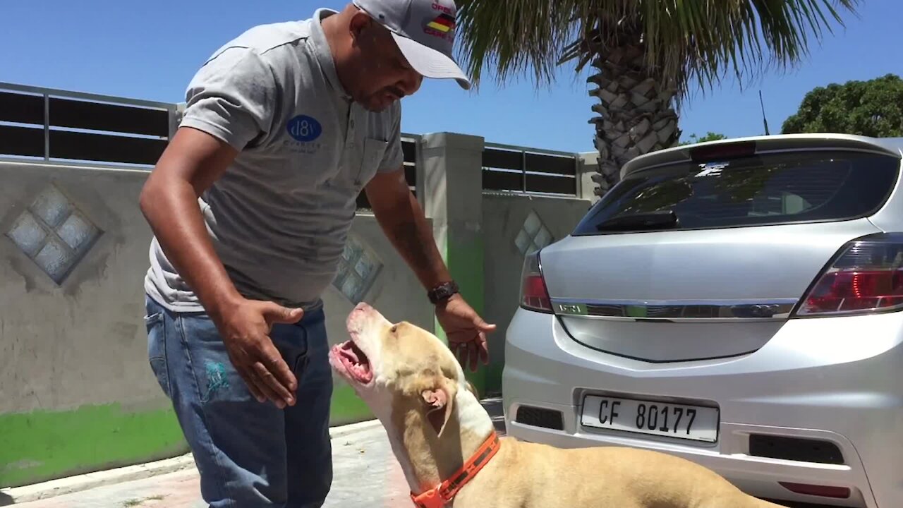 SOUTH AFRICA - Cape Town - Howler, adopted from Animal Welfare Society of South Africa after a 700 day stay. (Video) (XCt)