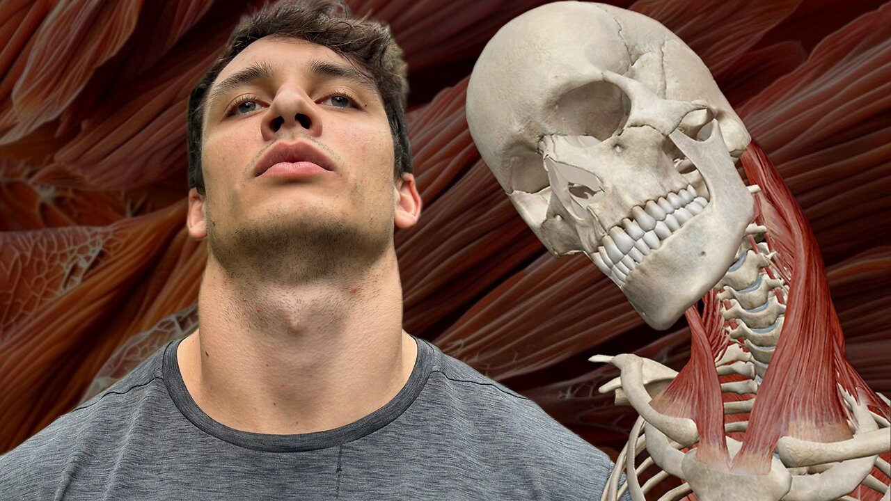 Neck Muscle Anatomy And How To Train It