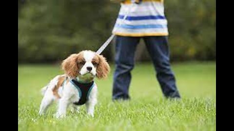 Teach ANY dog to walk nice on the leash | 5 MINUTES DOG TRAINING RESULTS!