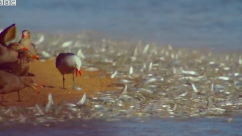 #CatfishCatfish#fishing-fun fishing -video #fitness-fishing-videos #fun-horgaszatinstafishlargaemouh
