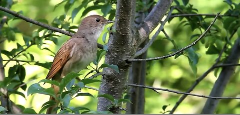 Singing nightingale - the best bird sounds ever!