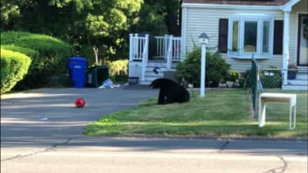Urso invade zona comercial e destrói comedouro de pássaros