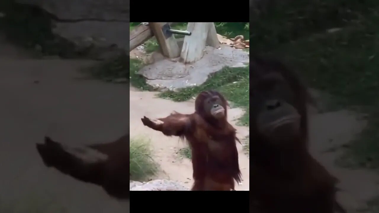 monke