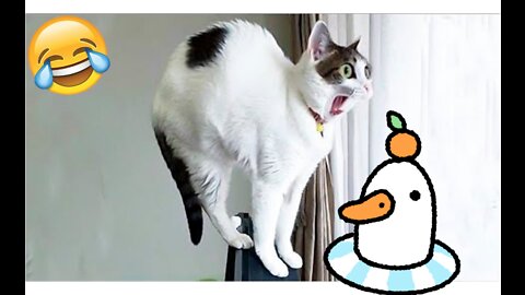 Funny videos of cat, Funny moment of cat,