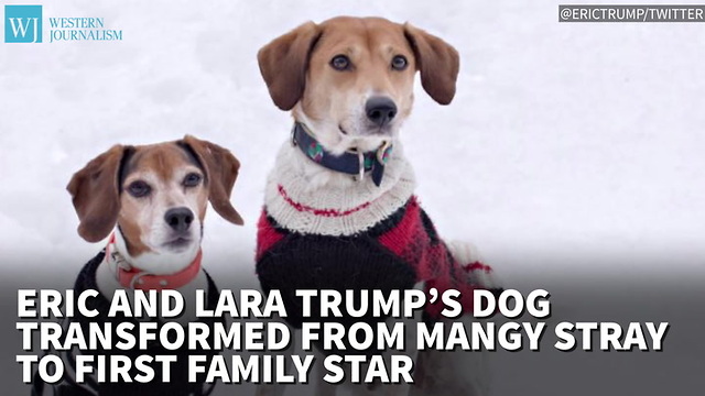 Eric And Lara Trump’s Dog Transformed From Mangy Stray To First Family Star