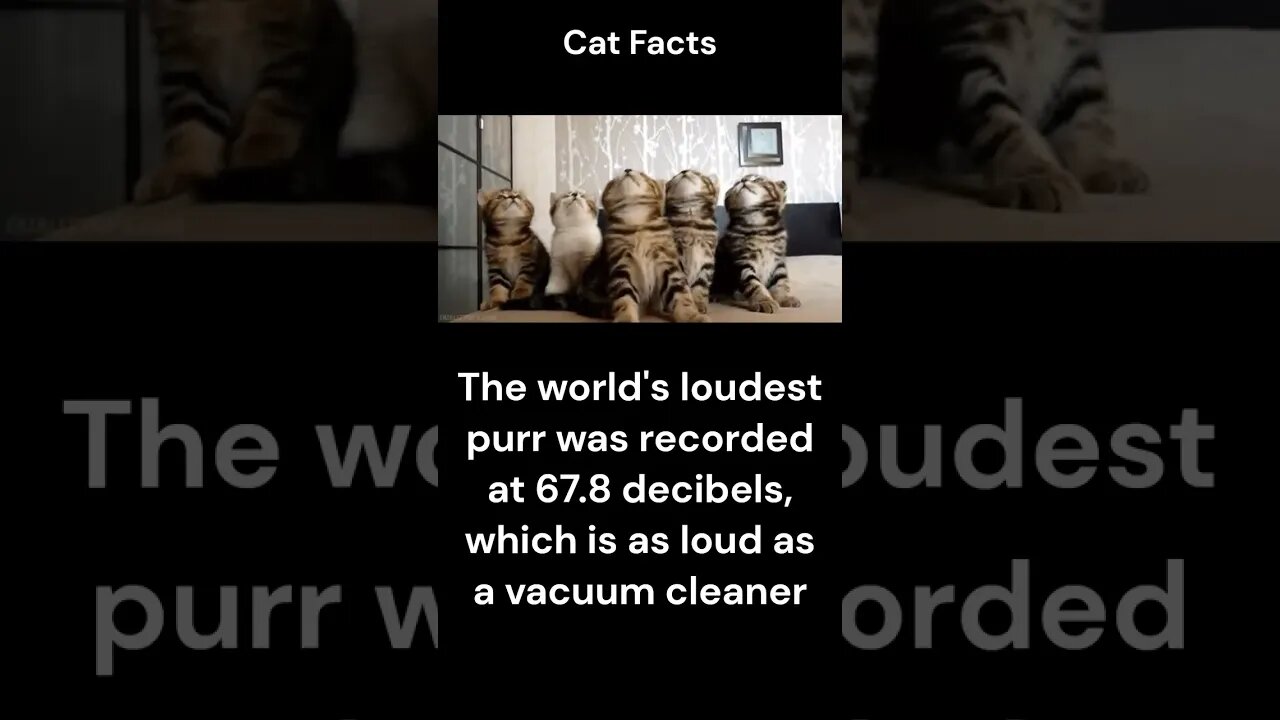 Cat Facts #shorts #youtubeshorts #cat #facts #Humor