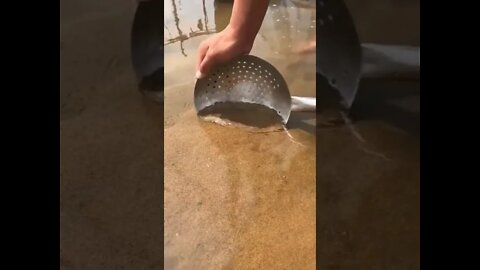 Filtering Shells On The Beach