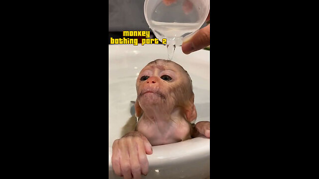 Cute monkey taking a shower