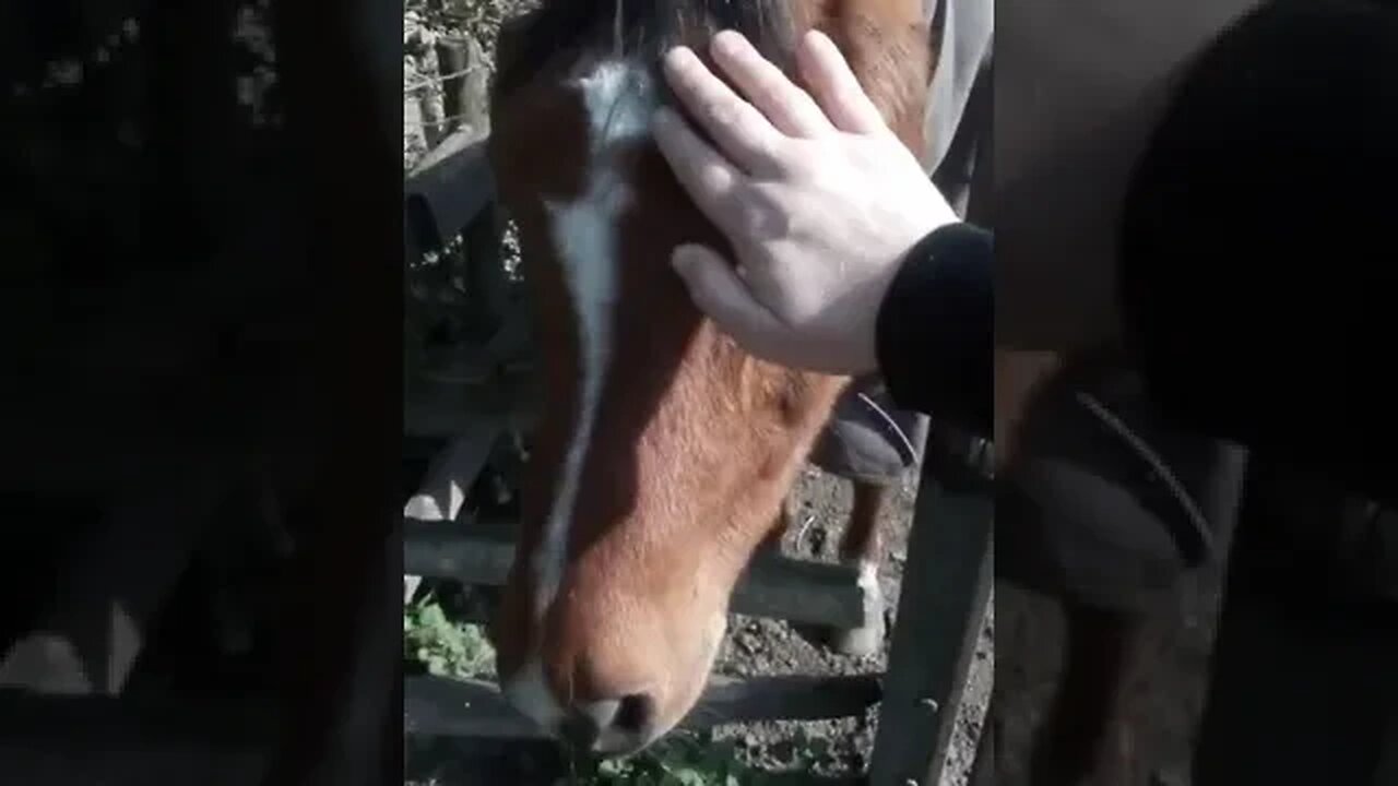 Stroking a Horse on Farmland during Spring! #Shorts #Animals #Trending 🐴