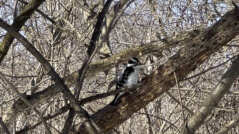 Hairy Wood Pecker close up