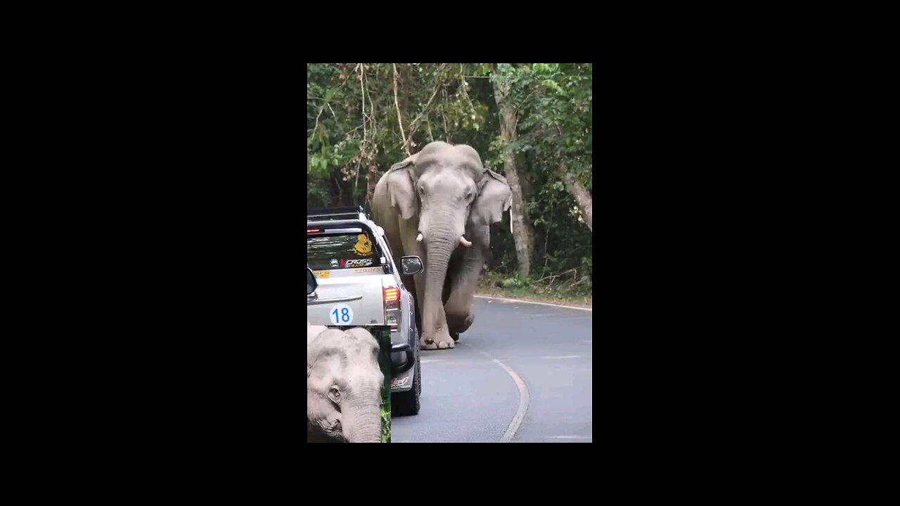 wild Elephant