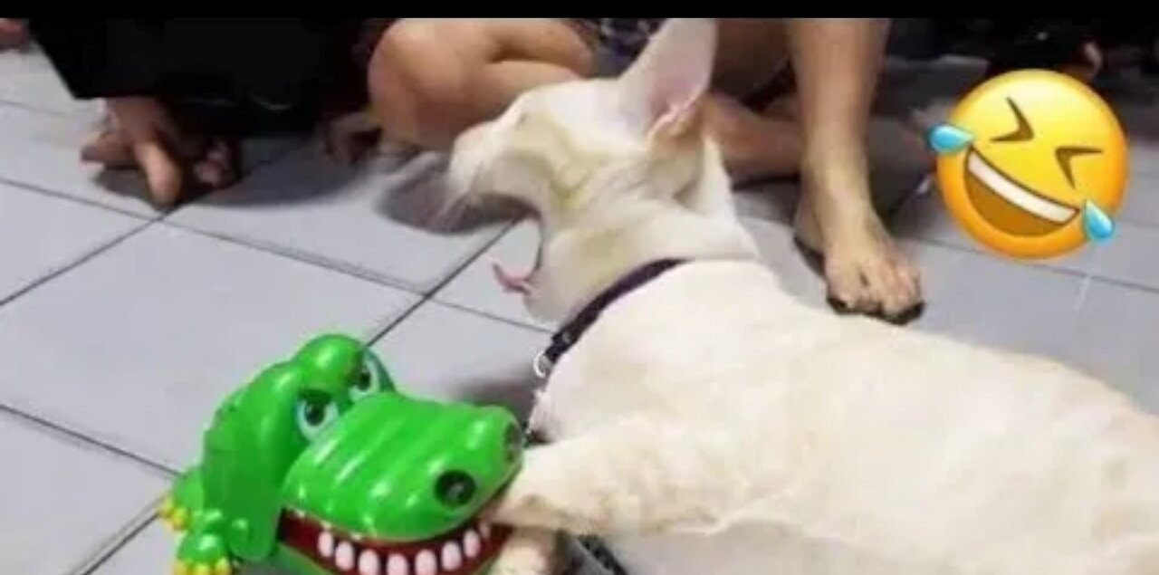 Funny Animal Videoš¤£2024