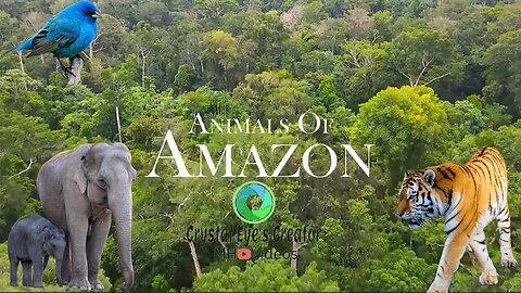 Amazon Jungle