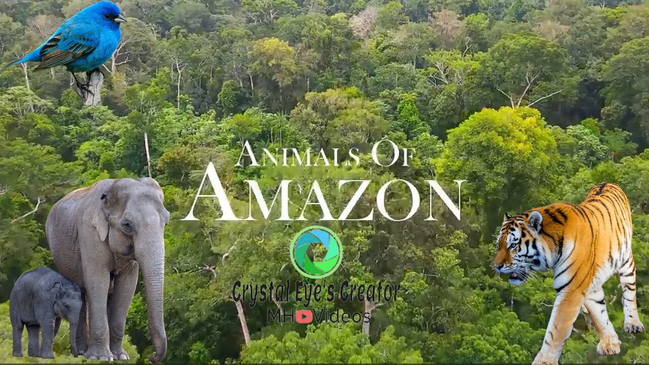 Amazon Jungle